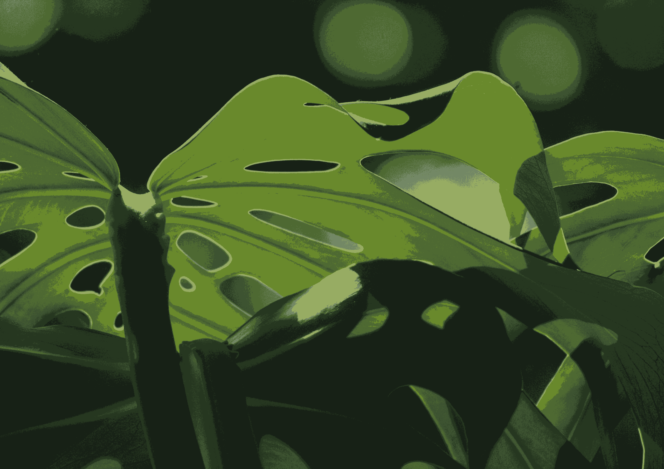 pflanze_druck_cmyk-web